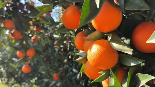 Juicy Ripe Oranges Fruit Branch of the Orange Tree in the Garden Fruits Ready for Harvest