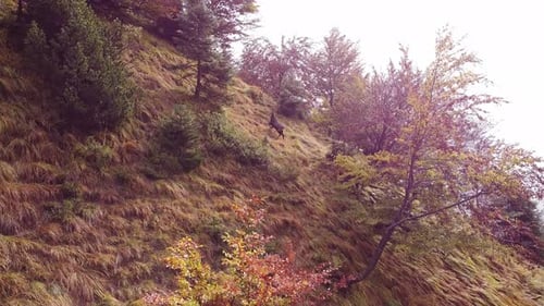 Seguimiento aéreo de rebeco de montaña, cabras montesas saltando por la ladera de una montaña de un empinado bosque cubierto de hierba en otoño