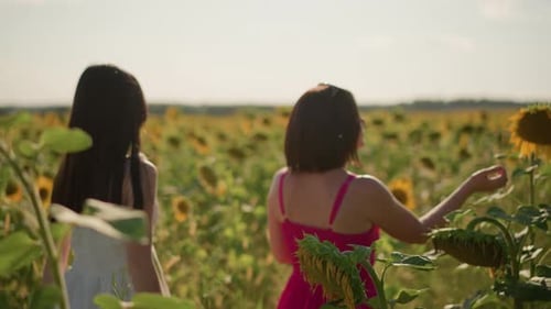 Women Walking Through a Sunny Sunflower Field