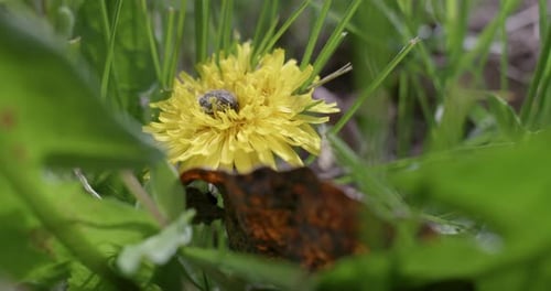 Yellow dandelion with flower bug at a spring sunny day.