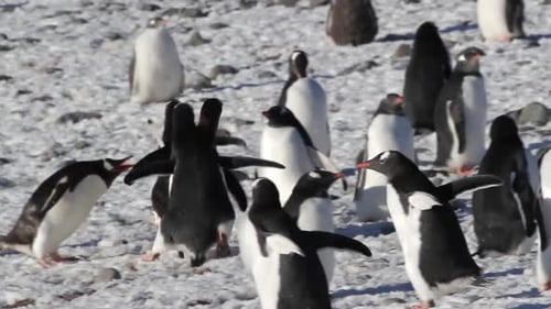 Runing Penguins in the snow