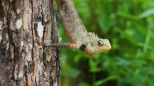 Lagarto oriental macho de jardín en un árbol en el país tropical de Sri Lanka