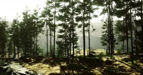 Mystical Morning Light Filters Through Tall Trees in a Serene Forest Landscape