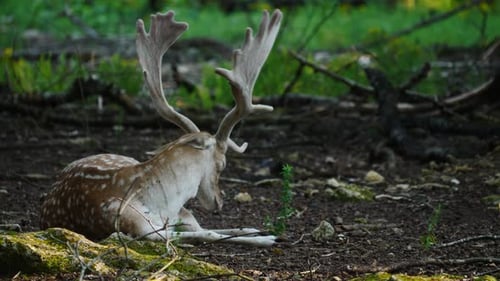Male Fallow Deer in Forest