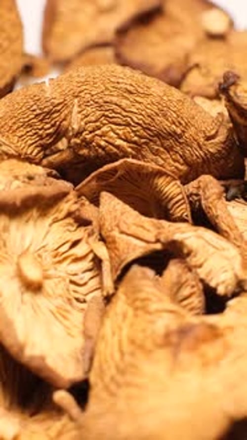 Nahaufnahme vieler trockener Pilze, die sich im Kreis drehen. Vertikales Video von trockenen Pilzen