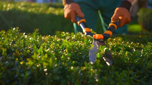 Male Gardener's Hands in Uniform Trimming Bushes Sunny
