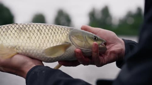 close up professional fisherman holding a carp fish on the bank of a river fishing in a good catch
