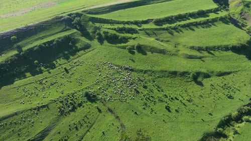 Aerial View of Grazing Flock of Sheep, Livestock in a Green Meadow, Pasture