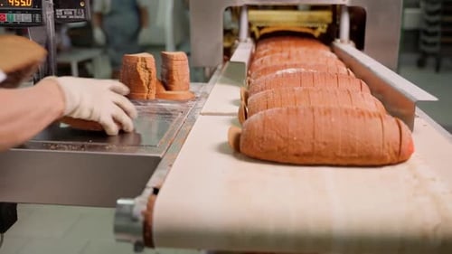 Bread Loafs Moving Along Conveyor Belt in Bakery
