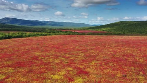 Blooming flowers willow-herb field