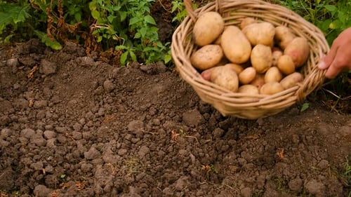 Harvesting Potatoes in the Garden Selective Focus