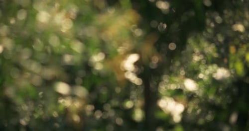 Natur-Action-Aufnahme, verschwommener Hintergrund, Bokeh, Blätter, Umgebung im Freien, malerische Aussicht