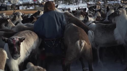 Rentierhirte fing Reh Nenets