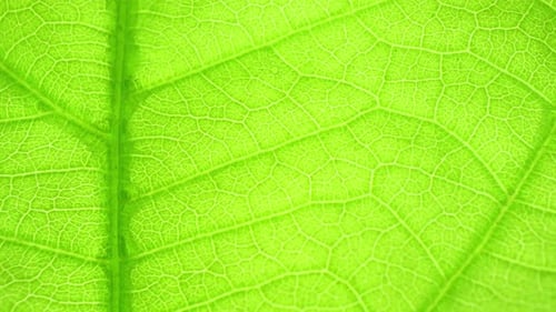 A close-up macro shot of a green leaf.
