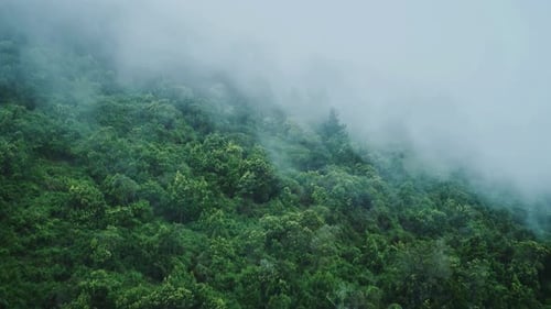 Dunkler Wald, Wald