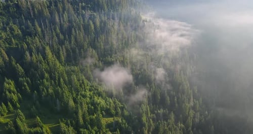 Aerial View of Forest With Low Clouds and Fog