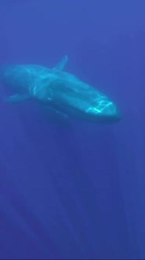 Two Blue Whales mother, with baby whale slowly swim in blue water in sunrays