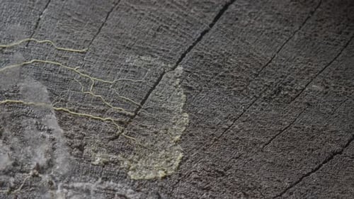 Close Up of Living Fungus on Wood
