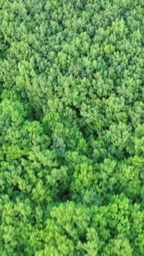 Green park view from above. Background wood wallpaper green forest top view
