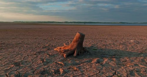 View of Dried Tree Root During Extreme Drought