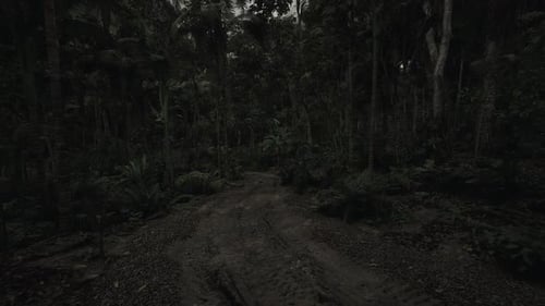 Dark Forest Path Surrounded By Lush Greenery Near Tropical Rainforest