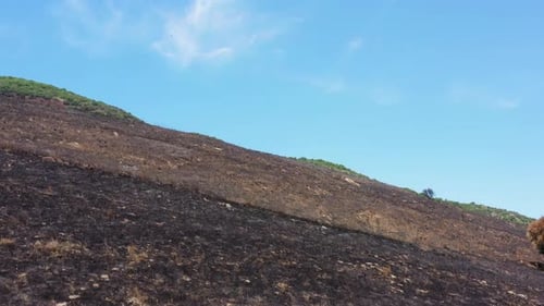 Single Green Tree on a post Forest fire scorched land, Aerial view.