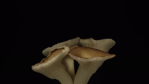 Close Up of Growing Oyster Mushrooms on Black Background