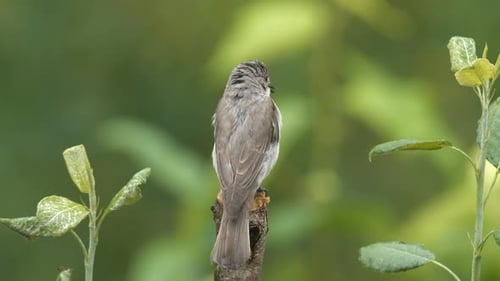 Spotted Flycatcher