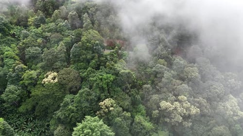 Aerial view of the forest nature.