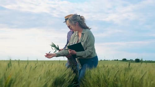 Two farmers standing in wheat field examining crop yield.
