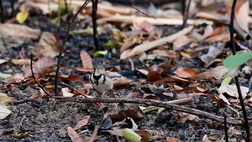 The Forest Wagtail is a passerine bird foraging on branches, forest grounds, tail wagging constantly