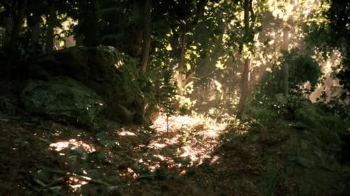 Morning Sunlight Filtering Through Trees in a Serene Forest Landscape