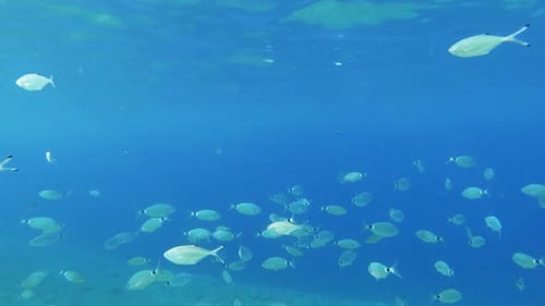 Unterwasseraufnahme von Meeresbewohnern und einem Fischschwarm, der ruhig und langsam vorbeischwimmt. Wunderbares Silberrot