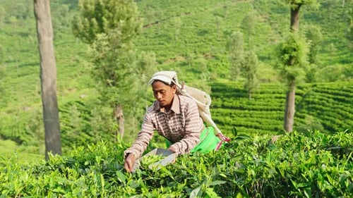 Women Pick Fresh Tea Leaves in Highland Plantation Female Workers Gather Top Quality Leaves for