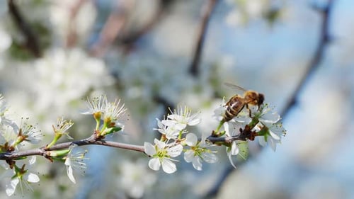 Honey bee collecting pollen from flowers. Spring nature. Bee collects nectar from the white flowers.