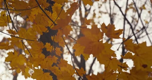 Fall Trees and Leaves