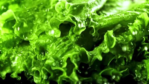 Fresh Green Lettuce Being Sprayed with Water