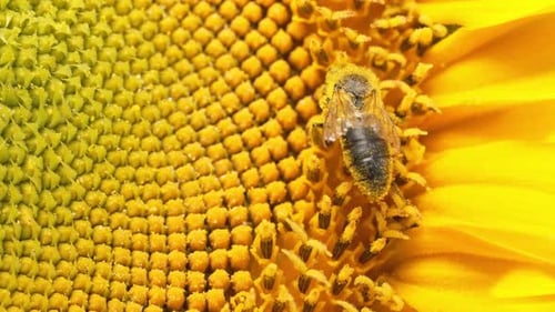 Macro View of Sunflower Plant with Honey Bee Collecting Nectar in Blooming Field