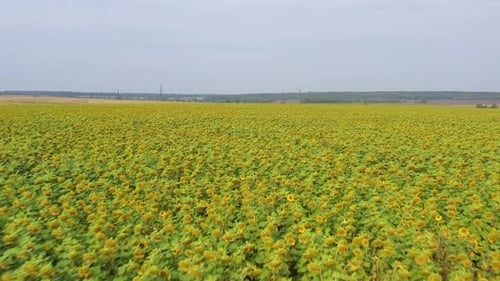 Sommerlandschaft mit Sonnenblumen