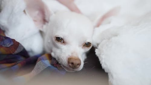 Perro chihuahua blanco en brazos: acariciado con un dedo