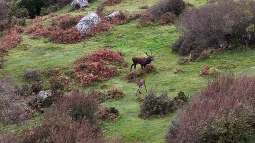 Einsamer Rotwild, Hirsch während der Rutte in der Grafschaft Donegal, Irland