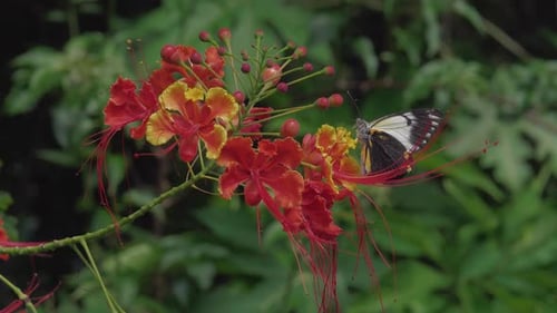 Slow motion clip of butterfly feeding on nectar of vibrant tropical flower.