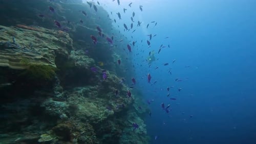 Magical View of Tropical Fish Swimming and a Scuba Diver Exploring the Deep Sea