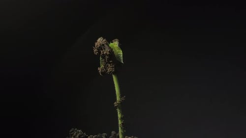 Growing plant rising from a seed time lapse 4k footage.