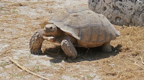 Big Turtle Is on the Ground Animal