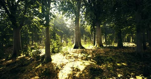 Majestic Sunlight Filters Through Vibrant Green Trees in an Enchanted Forest