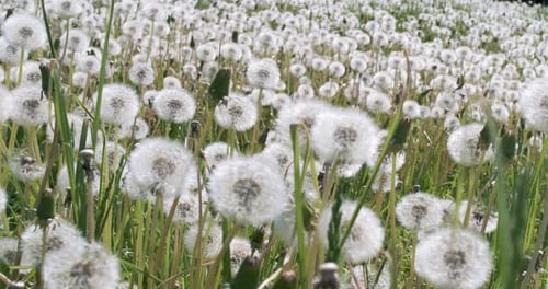 Fluffy Seeds dandelions Flying Over the Clearing. Shot on super slow motion camera 1000 fps.