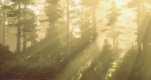 Sunlight Filtering Through Trees in a Misty Forest at Dawn