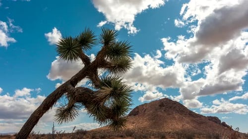 Joshua tree in the foreground and a mountain in the background, this time lapse features the rugged