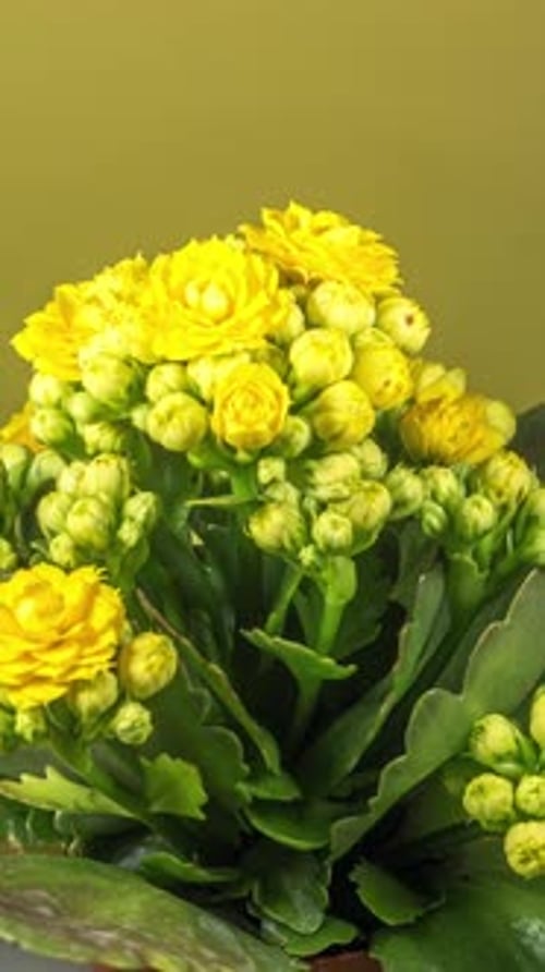 2K - Laps de temps vertical de Kalanchoe